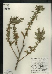 Salix lucida image