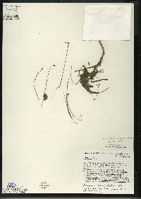 Utricularia intermedia image