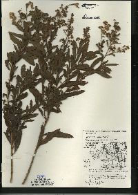 Spiraea alba image