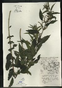 Urtica gracilis image