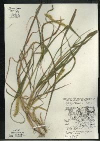 Setaria pumila subsp. pumila image