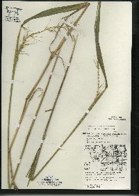 Elymus hystrix image