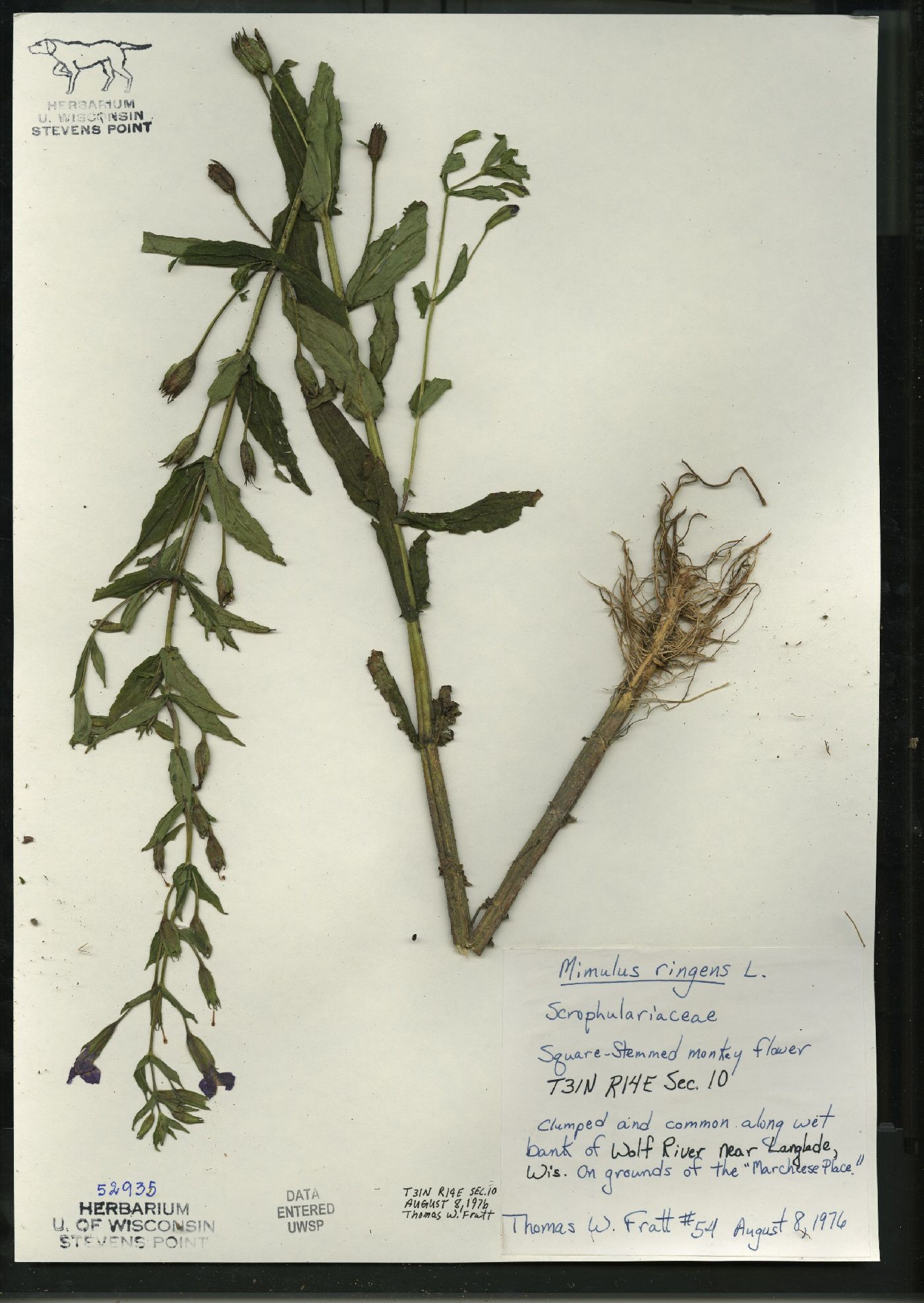 Mimulus ringens var. ringens image