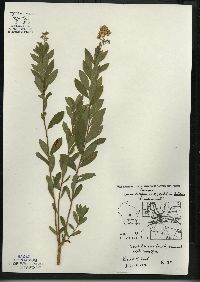 Spiraea alba image