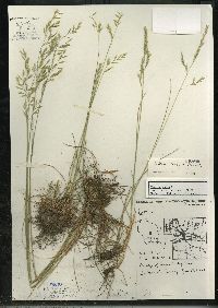 Festuca rubra image