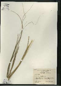 Spartina pectinata image