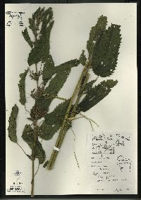 Urtica gracilis image