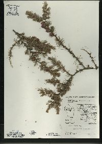 Larix laricina image