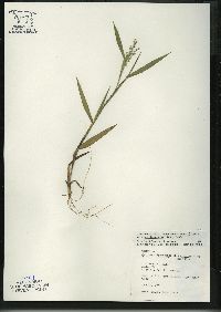 Dichanthelium scribnerianum image