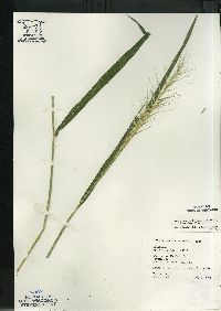 Elymus hystrix image