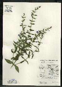 Scutellaria galericulata image