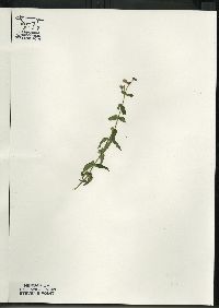 Scutellaria galericulata image