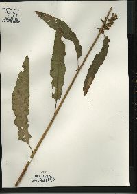 Rumex altissimus image