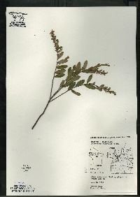 Chamaedaphne calyculata image