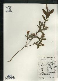 Salix pedicellaris image