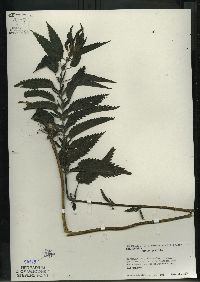 Urtica gracilis image