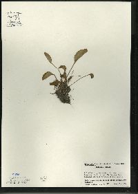 Parnassia glauca image