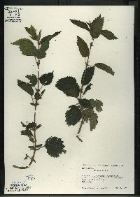 Urtica gracilis image