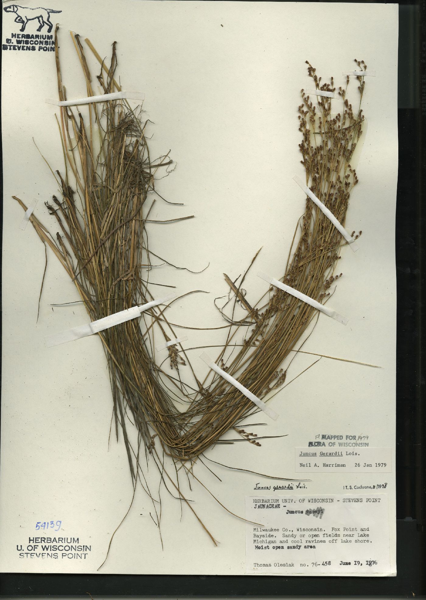 Juncus gerardii image