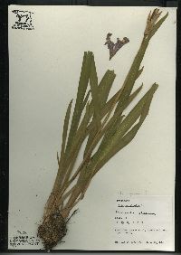 Iris virginica var. shrevei image