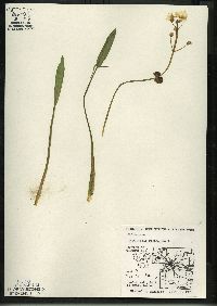 Sagittaria rigida image