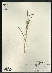 Setaria pumila image