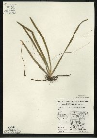 Vallisneria americana image