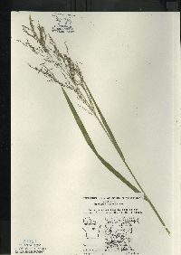 Glyceria grandis image