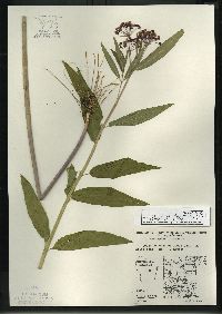 Asclepias incarnata subsp. incarnata image