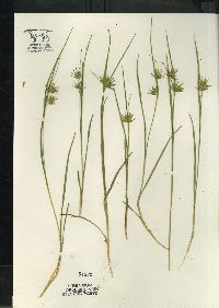 Carex michauxiana image