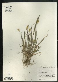 Setaria pumila subsp. pumila image