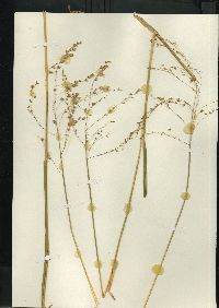 Glyceria canadensis image