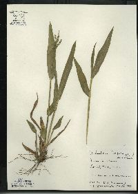 Dichanthelium latifolium image