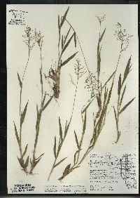 Dichanthelium acuminatum subsp. columbianum image