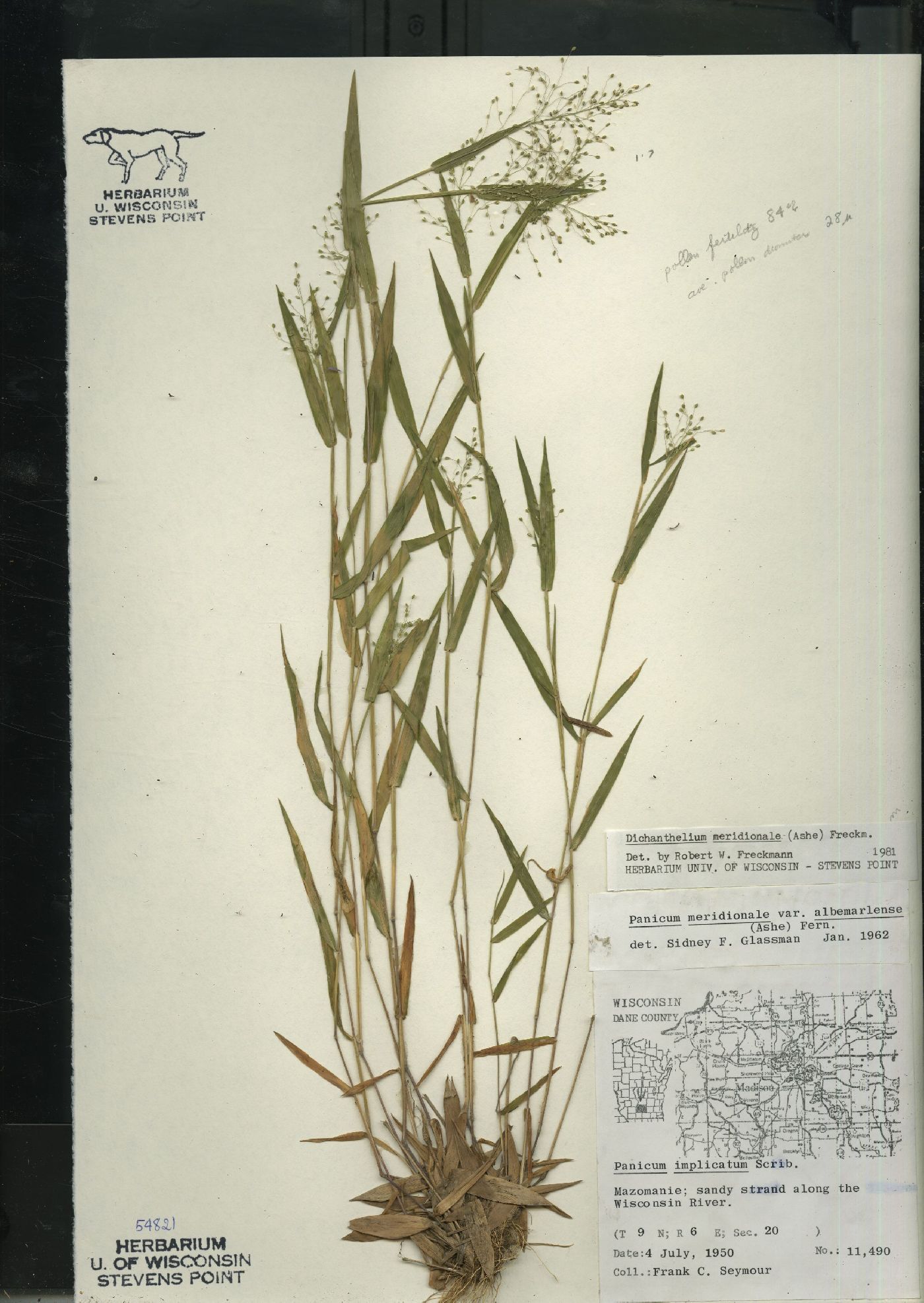 Dichanthelium meridionale image