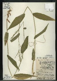 Dichanthelium latifolium image