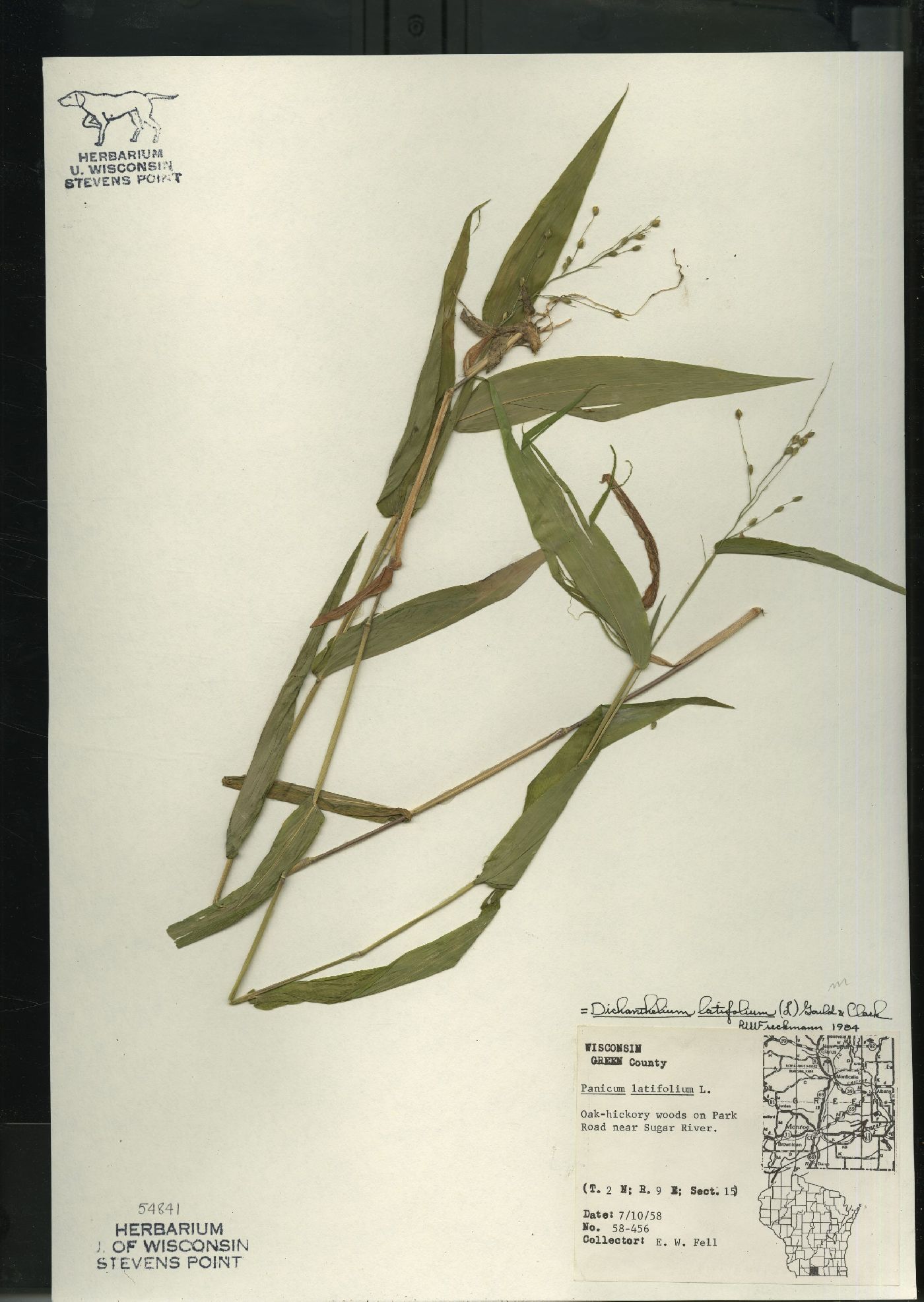 Dichanthelium latifolium image