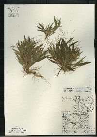 Dichanthelium acuminatum subsp. columbianum image