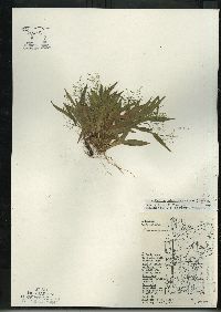 Dichanthelium acuminatum subsp. columbianum image