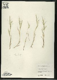 Panicum philadelphicum image