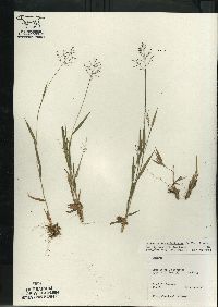 Dichanthelium acuminatum subsp. columbianum image