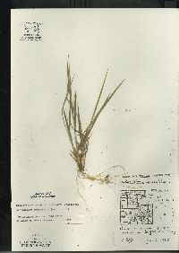 Dichanthelium linearifolium image