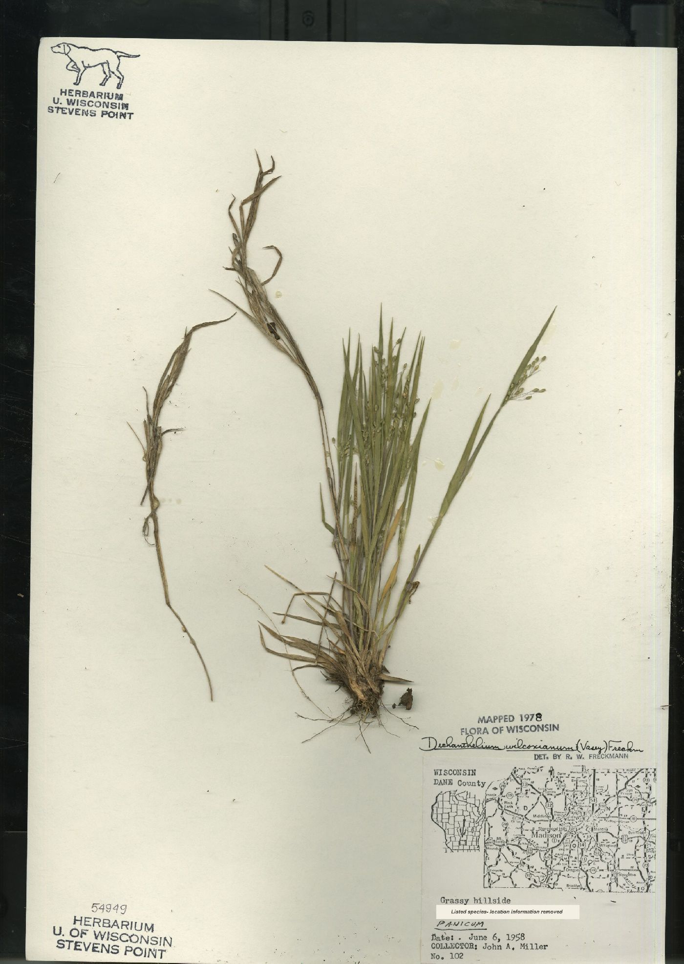 Dichanthelium wilcoxianum image