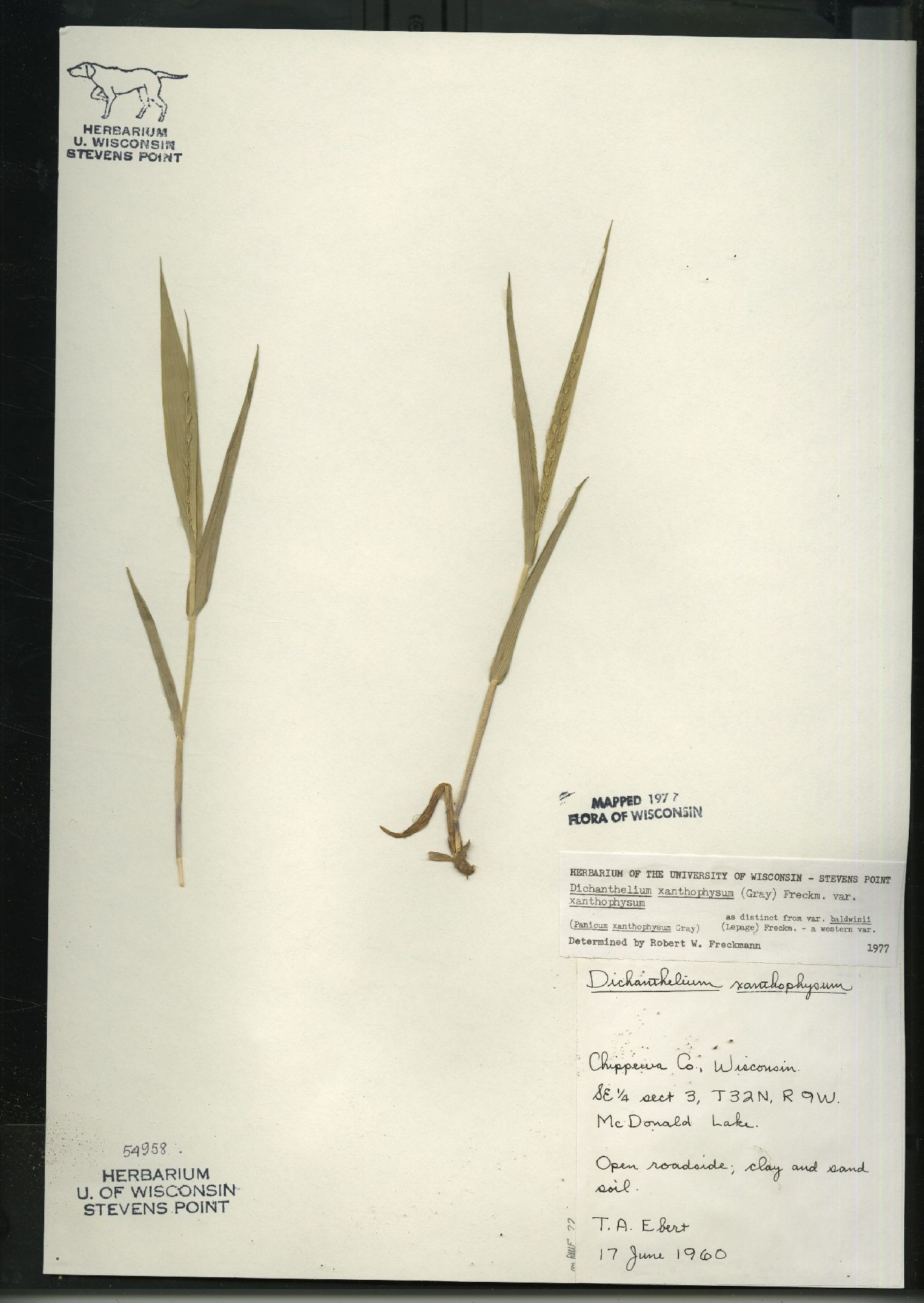 Dichanthelium xanthophysum image