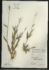 Dichanthelium acuminatum subsp. columbianum image