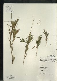 Dichanthelium acuminatum subsp. columbianum image