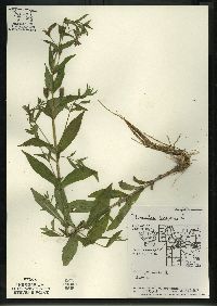 Mimulus ringens var. ringens image