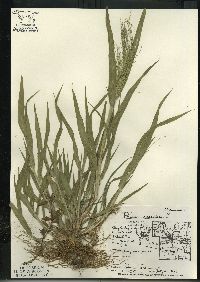 Panicum capillare subsp. capillare image