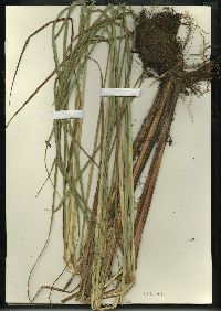 Carex lacustris image