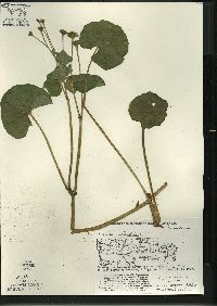 Caltha palustris image